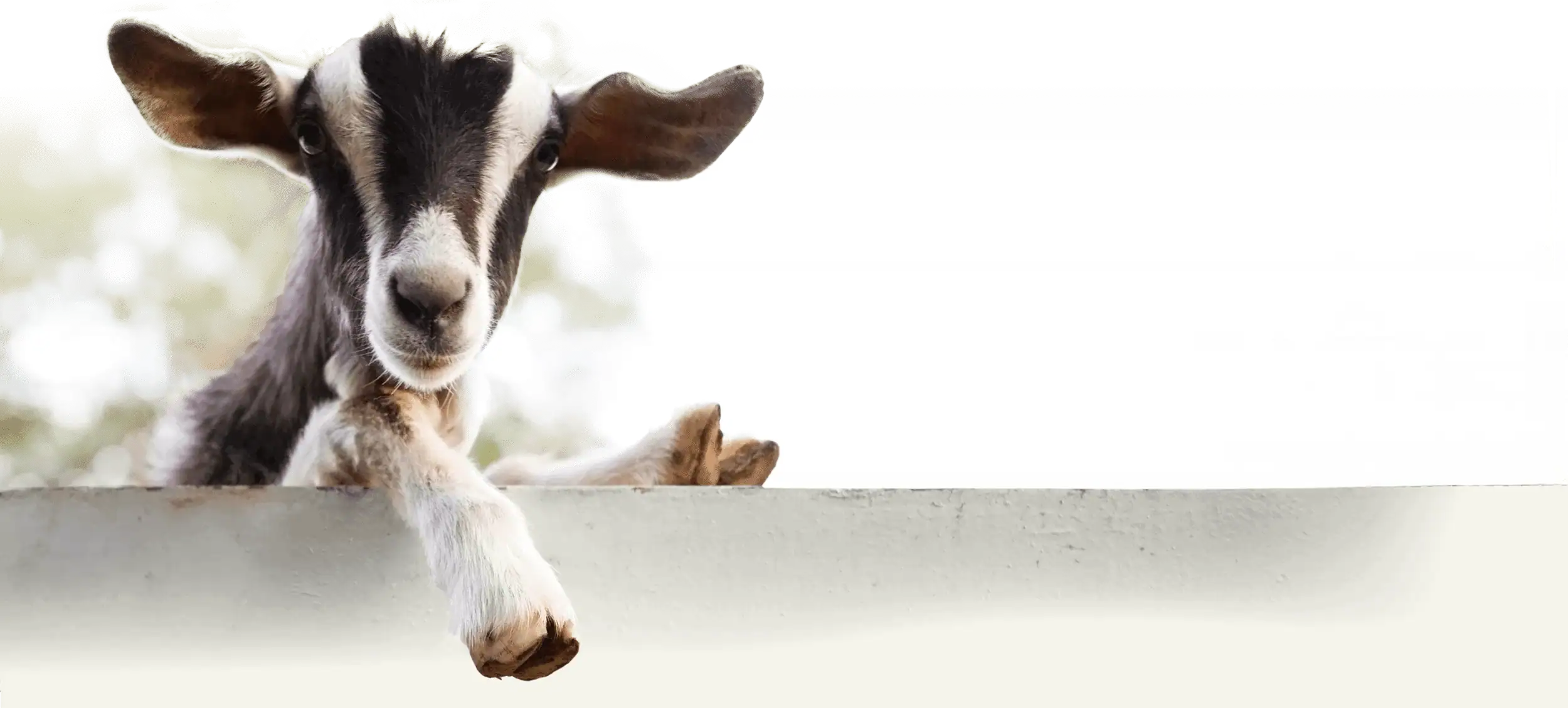 Veterinary care for horses, livestock, and small animals in New Hampshire. A young, happy goat.