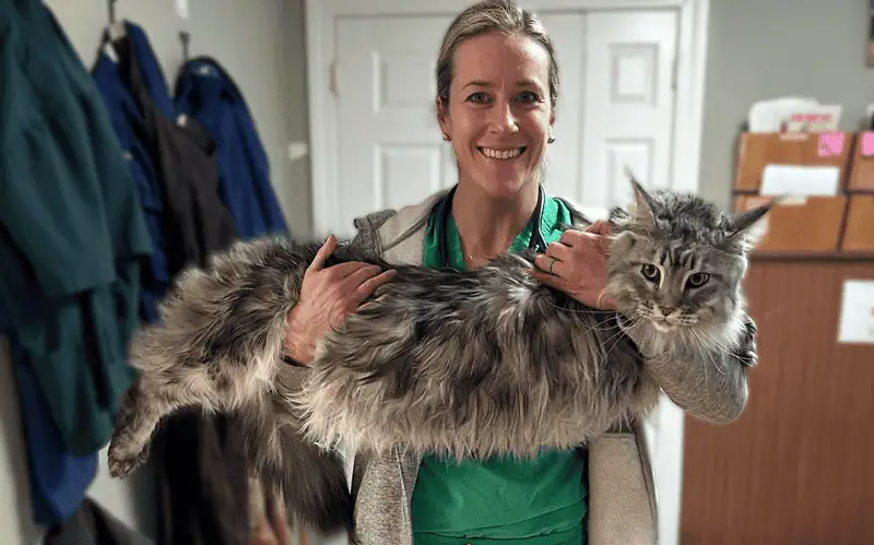 Comprehensive wellness care for dogs and cats Deerfield Veterinary Clinic veterinarian holding a large house cat