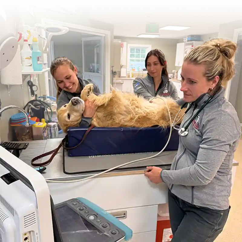 Veterinary ultrasound image from Deerfield Veterinary Clinic