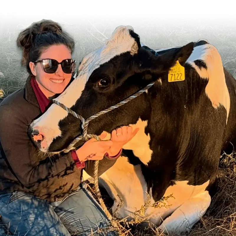 Deerfield Veterinary Clinic vet tech with a healthy bovine patient