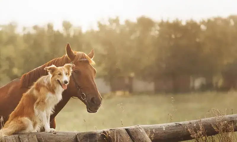 A dog and a horse together on a farm