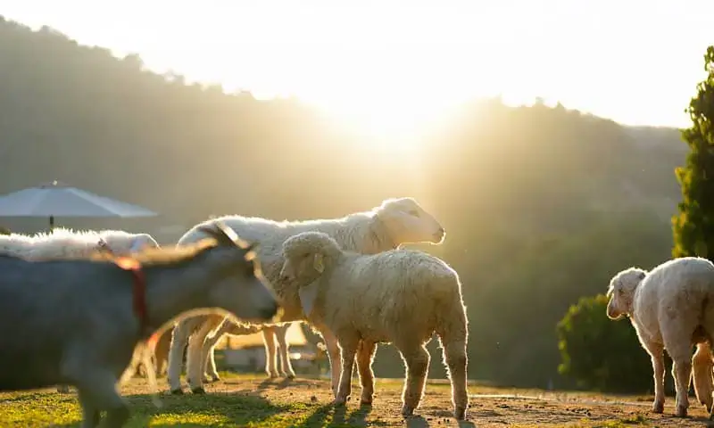 A small herd of goats in the sunset