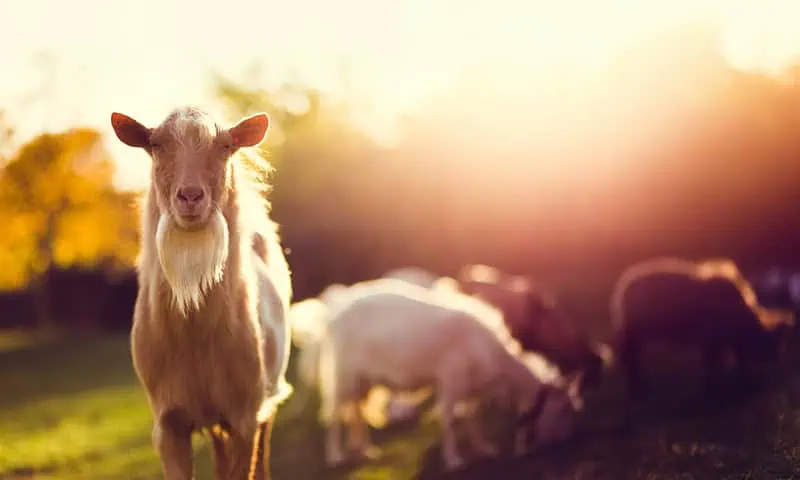 Goats eating on a farm