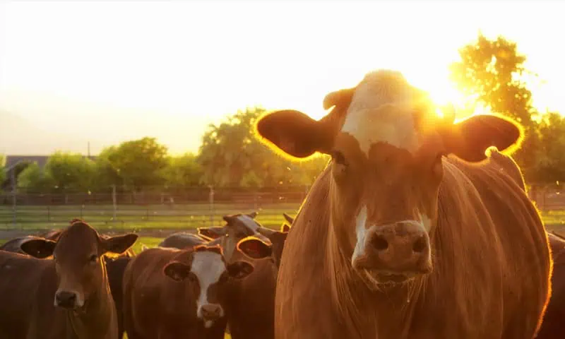 A healthy herd of cattle