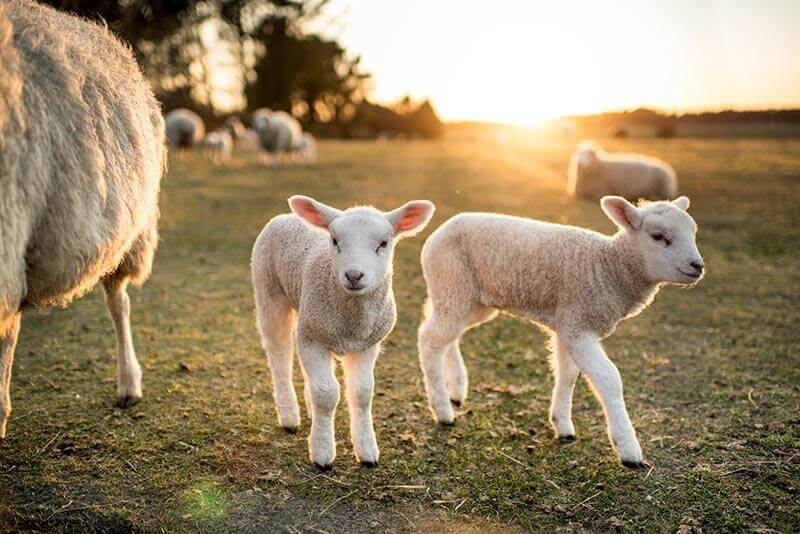 A sheep with lambs A sheep with lambs