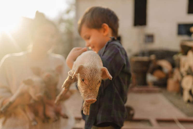 A boy holding a pig A boy holding a pig