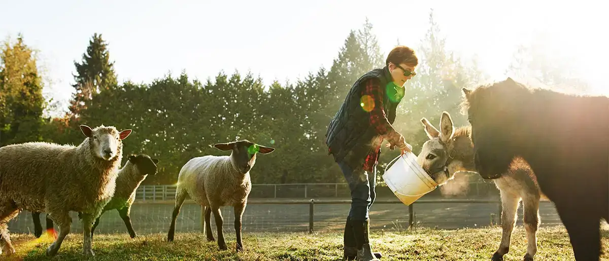 Feeding the sheep Feeding the sheep