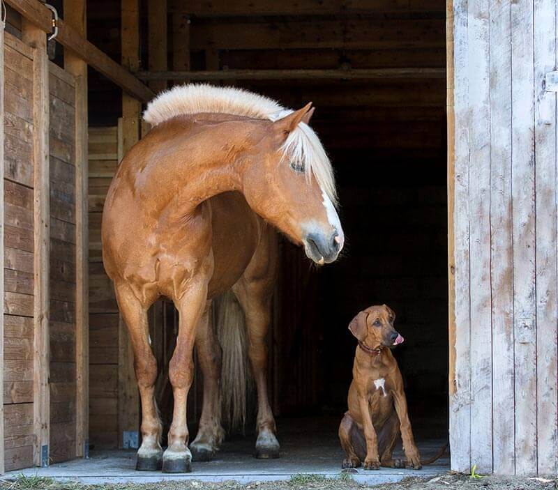 A dog and horse in the barn A dog and horse in the barn