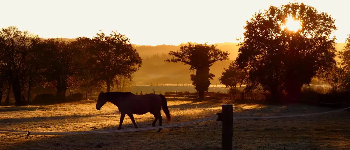 A horse in a field A horse in a field