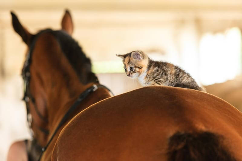 A kitten laying on a horse's back A kitten laying on a horse's back