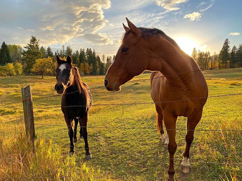 Two horses