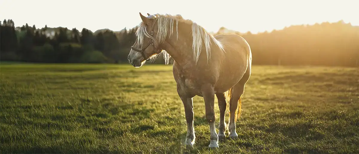 A horse in a field A horse in a field