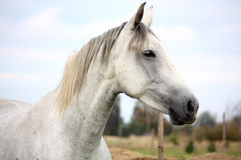 A horse A horse