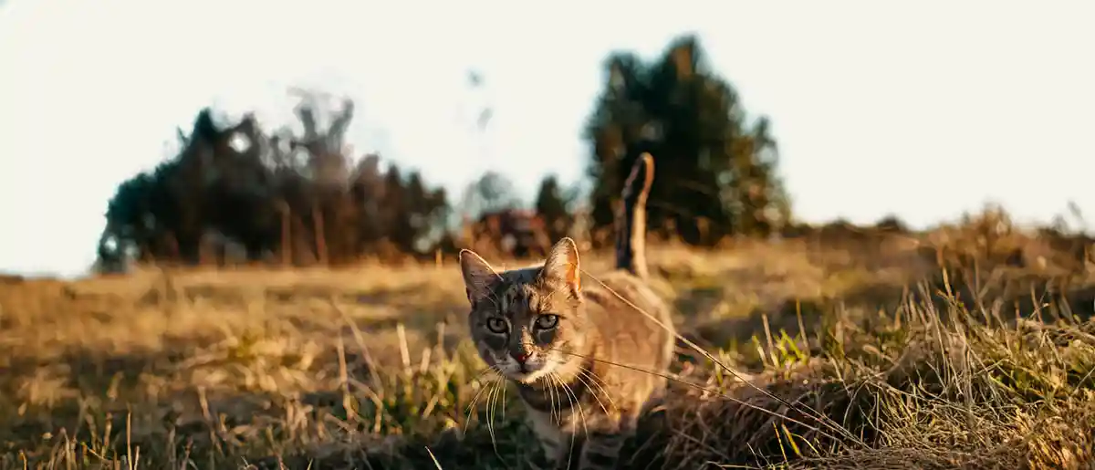 A cat in a field A cat in a field