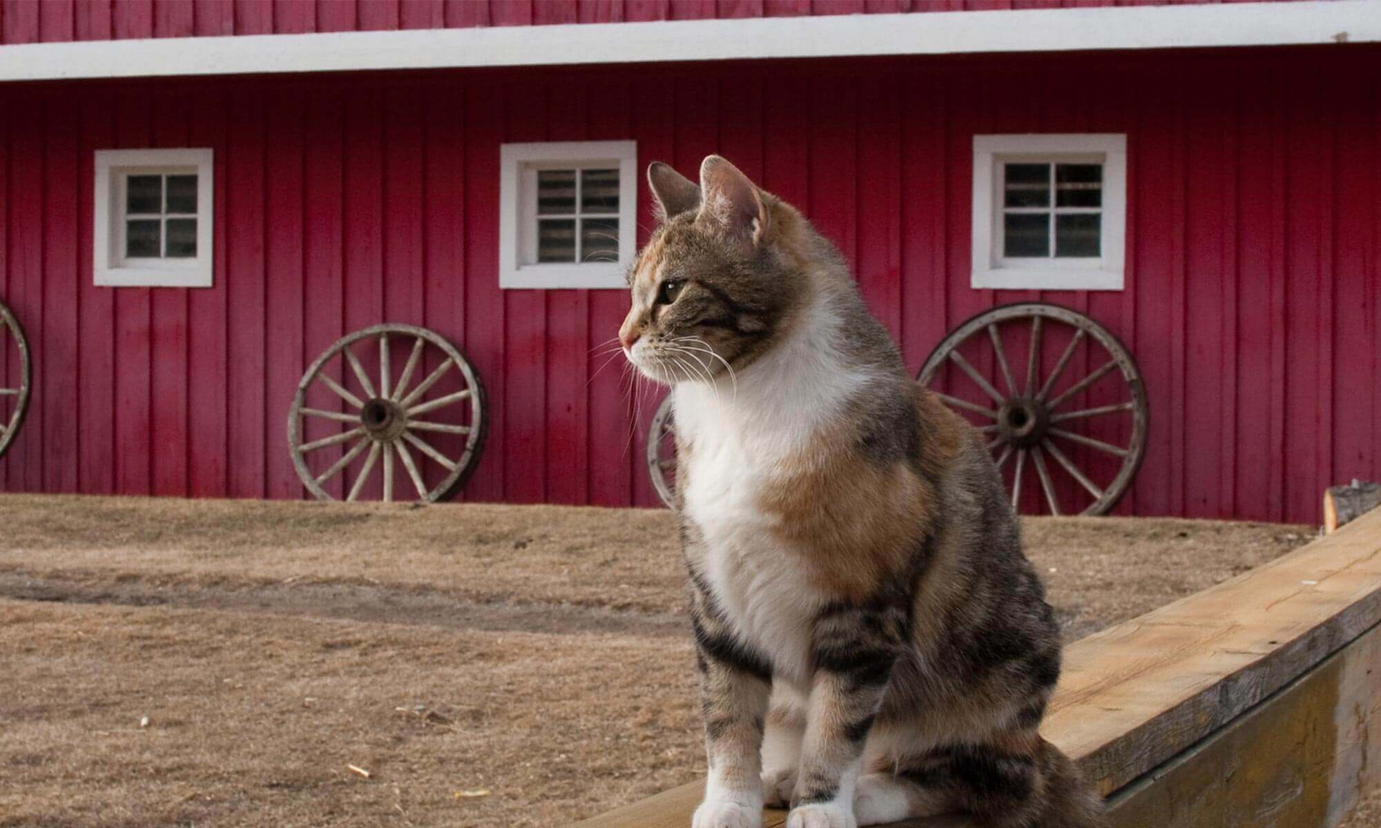 A cat in front of a barn