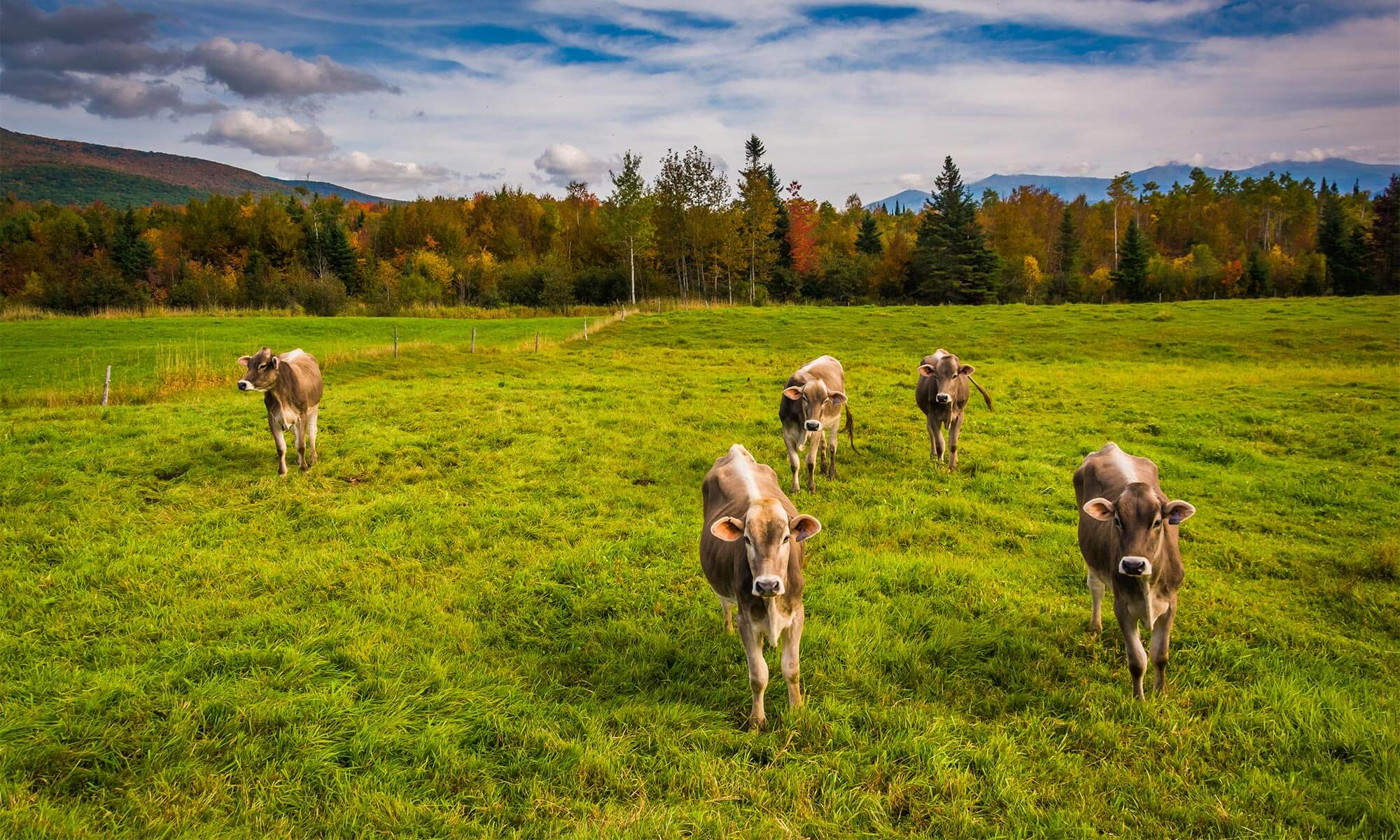 Cows in a field
