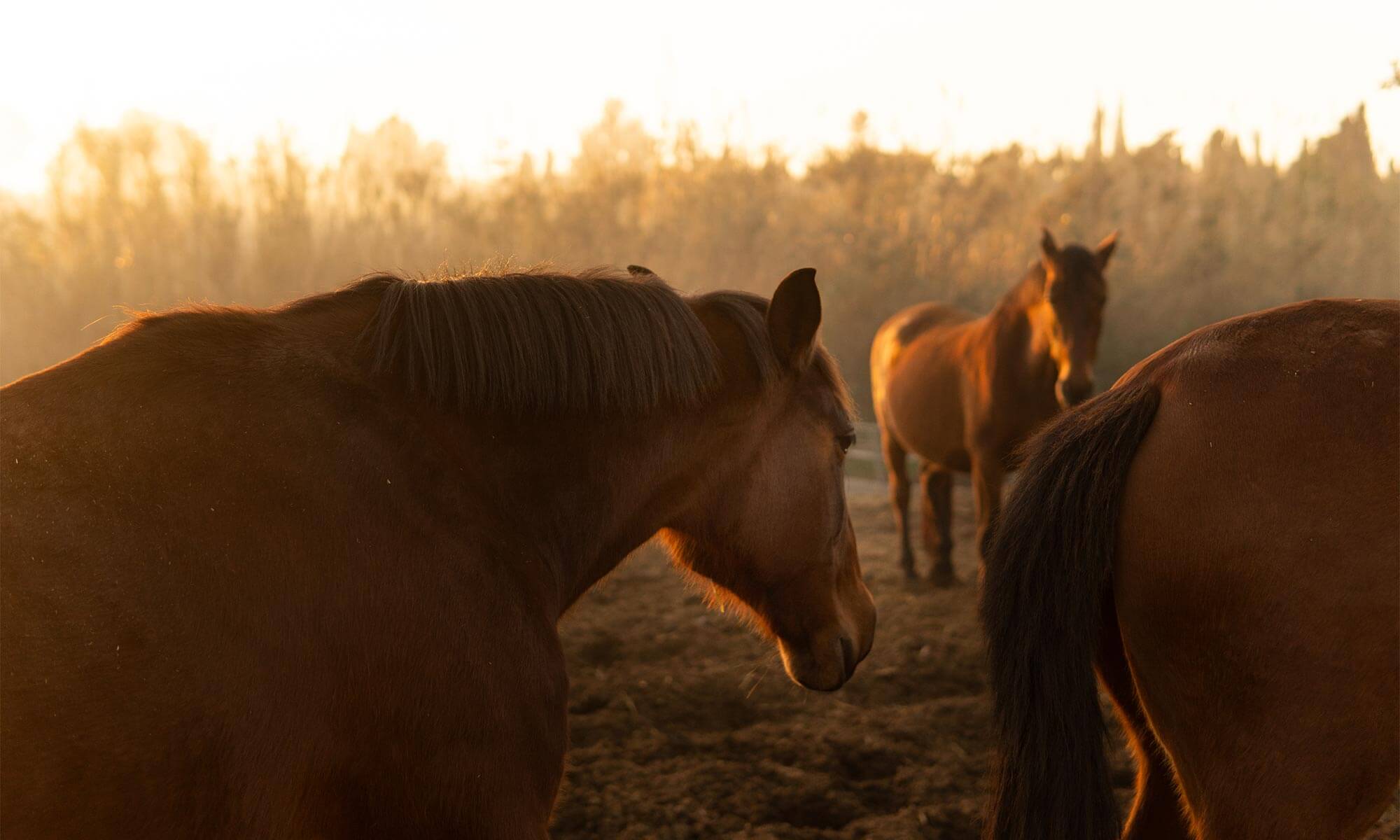 Horses in a field