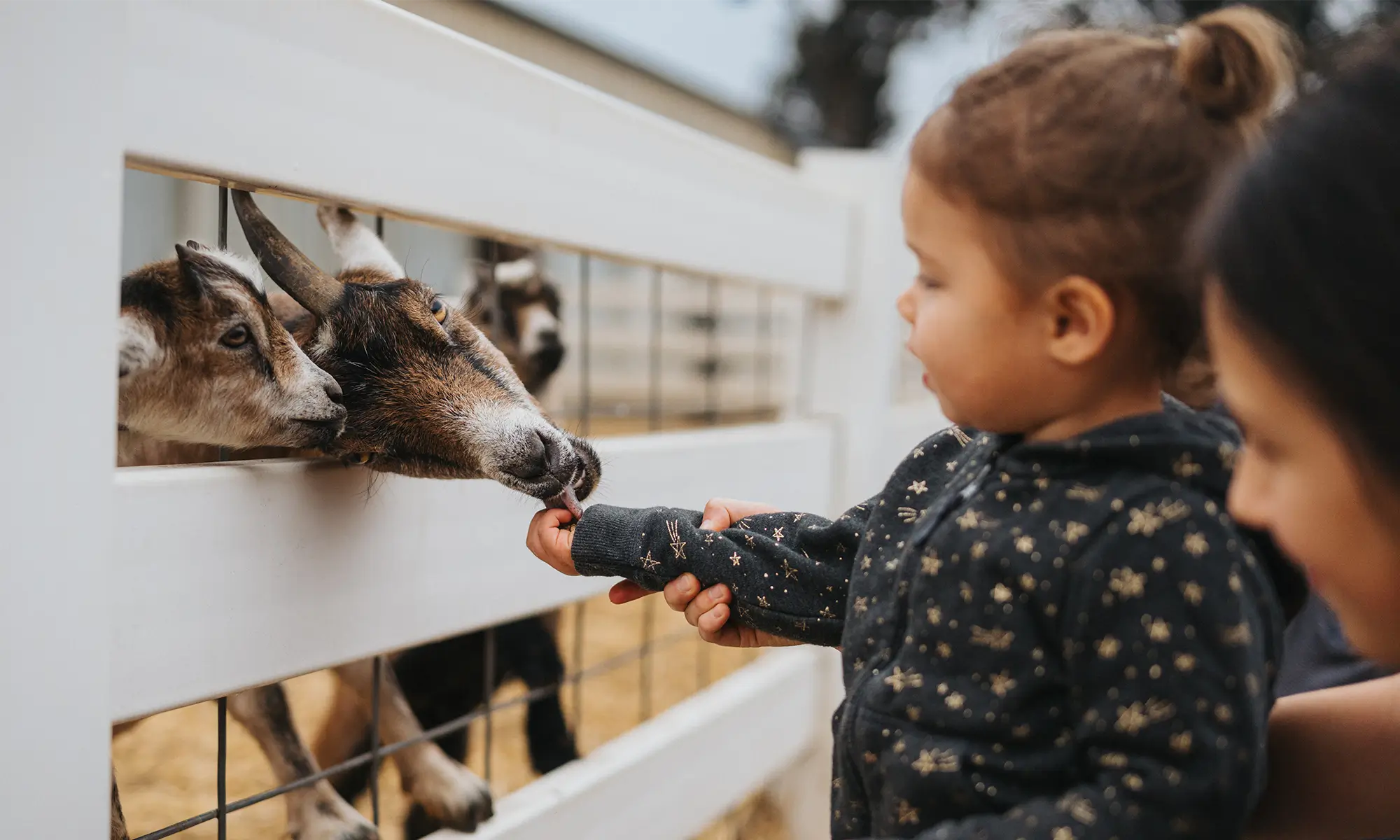 Feeding the goats
