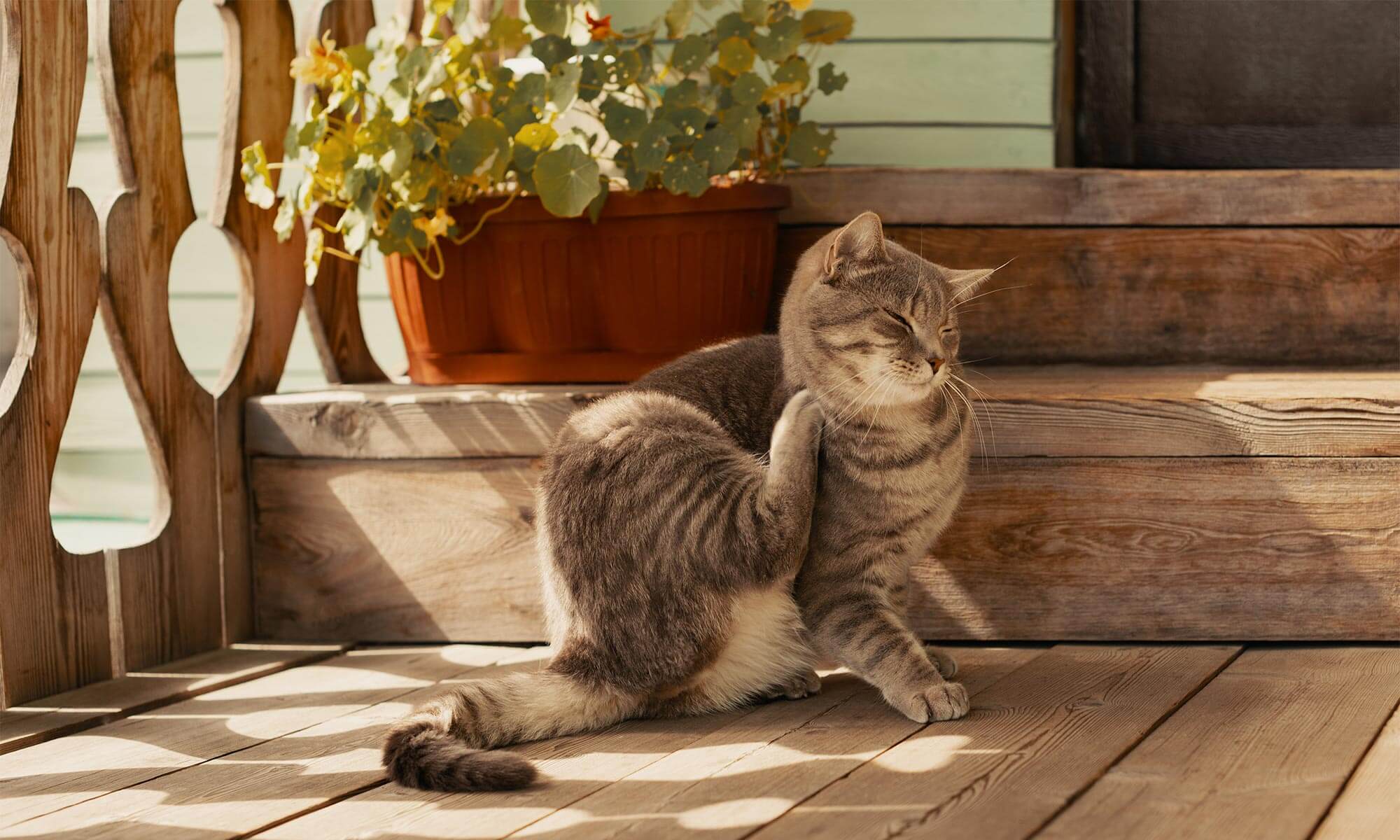 A cat scratching itself