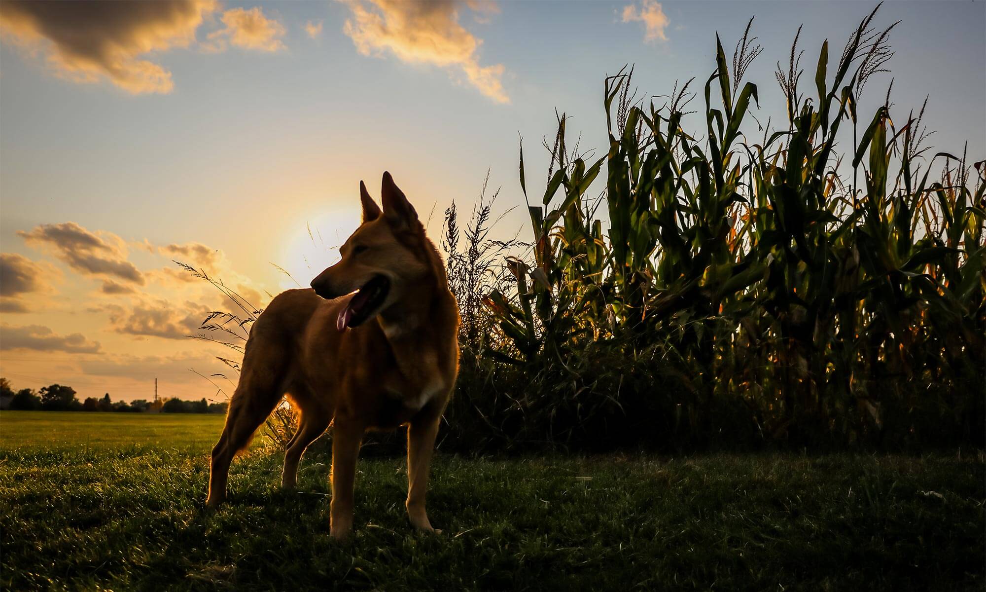 A dog in a corn field