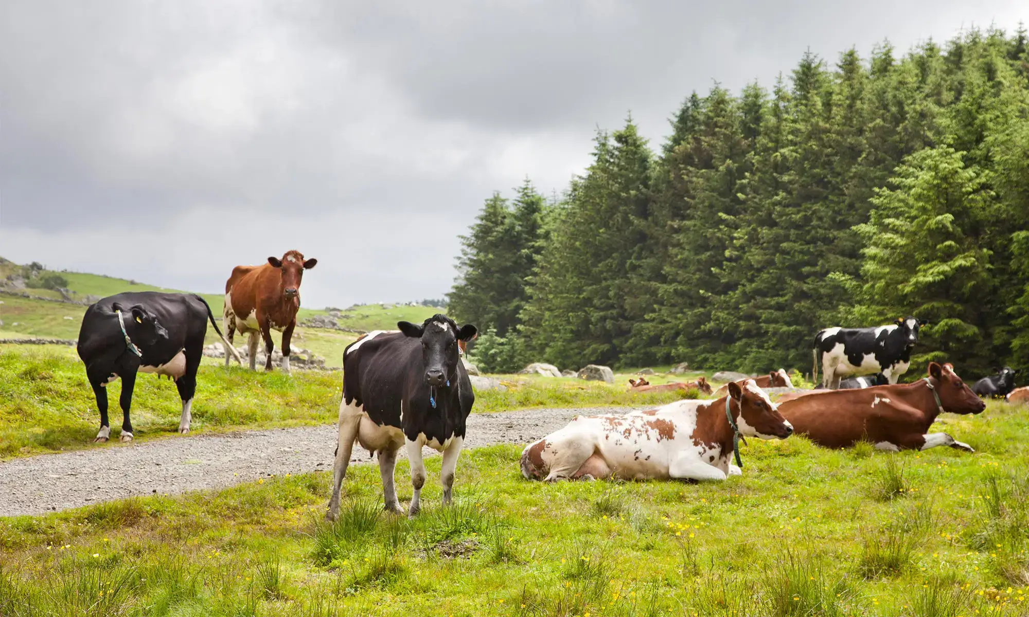 Cows in a field