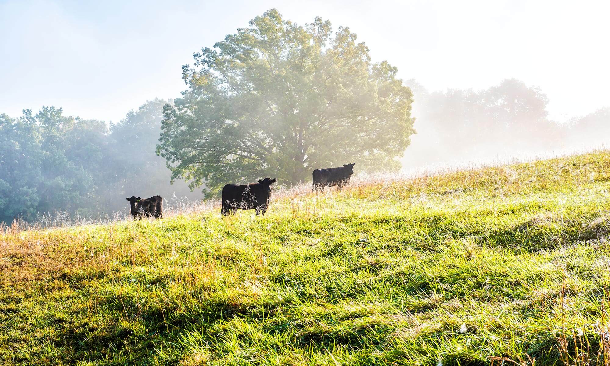 Cows in a field