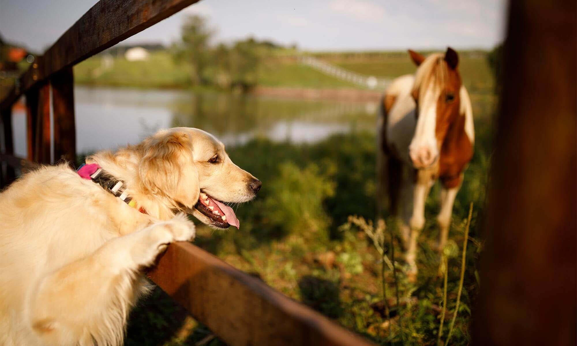 A dog looking at a horse