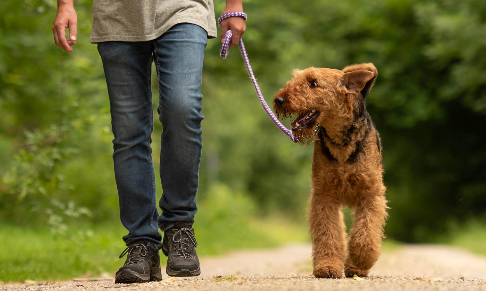 A dog out for a walk with their human