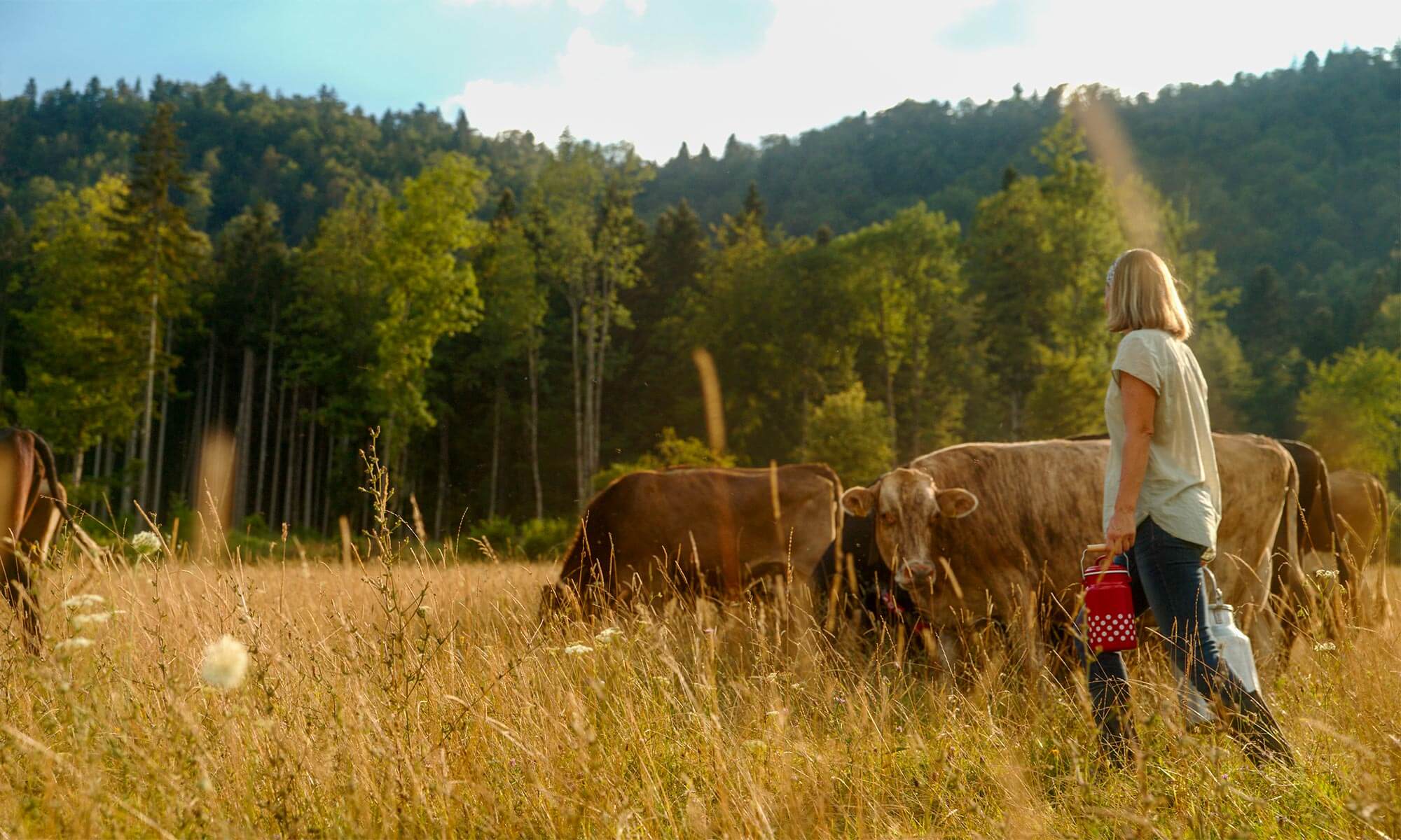 A person walking into the field with the cows