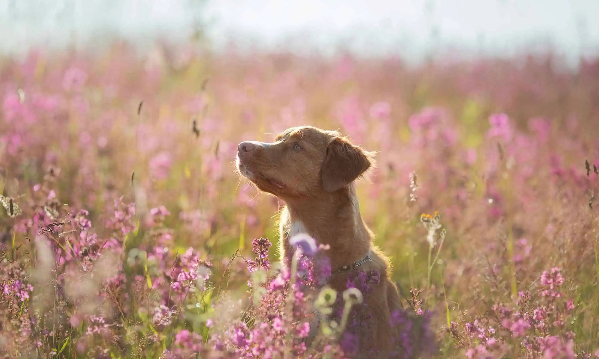 A dog in a flowering field
